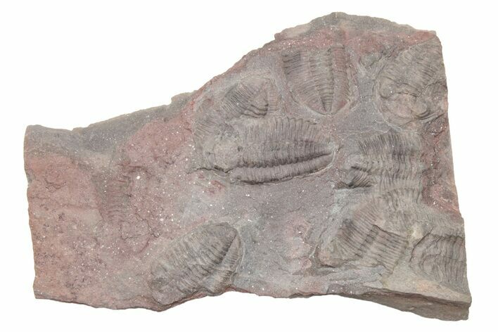 Ordovician Trilobite Mortality Plate - Tafraoute, Morocco #218699